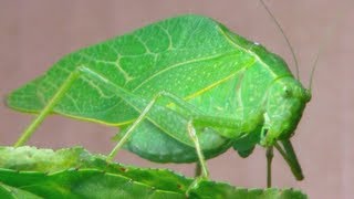 The Katydid Leaf Bug [upl. by Wilton]