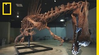 Bigger Than T rex Spinosaurus  National Geographic [upl. by Kilbride]