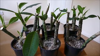 Frangipani Cuttings [upl. by Daphne]