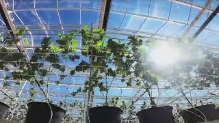 Greenhouse transformed into countrys biggest marijuana grow operation  FOX 10 News [upl. by Claus843]