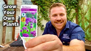 How To Grow Your Own Plants From SEED  Verbena Bonariensis [upl. by Nawtna927]