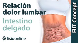 Intestino delgado y dolor de espalda o lumbar  ¿Qué relación tienen [upl. by Stephania]