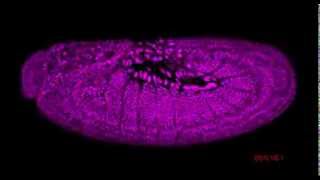 Drosophila embryogenesis [upl. by Hazelton460]