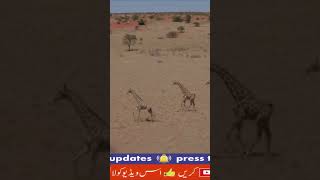 kalahari desert [upl. by Yehc]