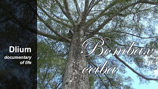 Red cotton tree Bombax ceiba  part 1 [upl. by Ydisahc138]