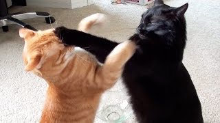 EPIC Cat Fight Compilation  Cole and Marmalade [upl. by Ahsertal]