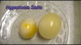 Egg Osmosis Hypertonic vs Hypotonic Solution [upl. by Niuqram299]