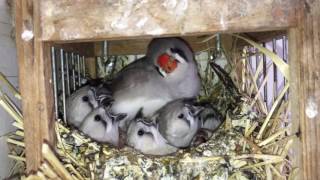 Feeding Zebra Finch [upl. by Nwahsat]