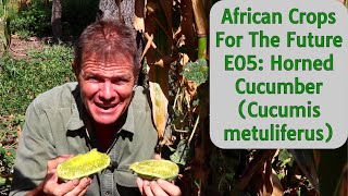 African Crops For The Future E05 Horned Cucumber Cucumis metuliferus [upl. by Sad]