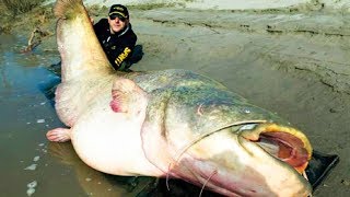 The BIGGEST CATFISH In The World 😱 [upl. by Esetal]