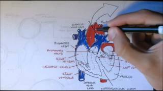 Cardiovascular System Anatomy [upl. by Esimaj]