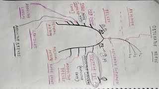 Obturator Nerve  Lower Limb Anatomy  TCML [upl. by Sofer]