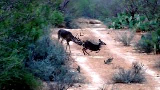 Venado en quotcorridaquot Mier Tamaulipas venado 8 quotobispoquot [upl. by Saihtam64]