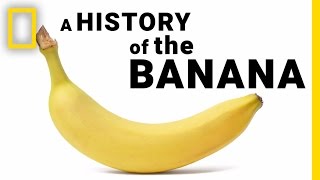 The Surprising History of Bananas in Under 2 Minutes  National Geographic [upl. by Soraya]