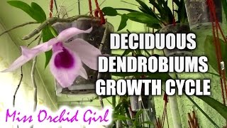 Growth cycle of deciduous Dendrobium orchids [upl. by Yehsa]