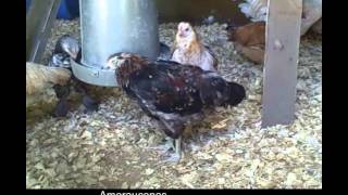 Raising Ameraucana Chickens httpwwwthebackyardchickencoopcom [upl. by Ariew]