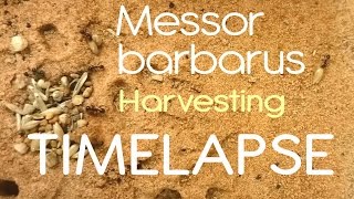 Messor barbarus  Harvesting in Timelapse [upl. by Gaynor]