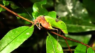 True Facts About The Leaf Katydid [upl. by Jarvey536]