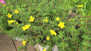 Potentilla Happy Face® Yellow Bush Cinquefoil  BRIGHT Easy to Grow Hardy Native Shrub [upl. by Lewan]