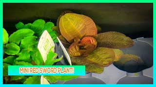 RED RENI SWORD  AQUARIUM PLANT CARE GUIDE [upl. by Eikcir75]