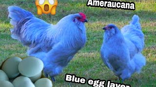 Ameraucana Chicken  Blue Egg Layer  My Homestead [upl. by Varien939]