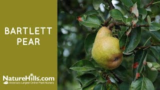 Bartlett Pear  Naturehillscom [upl. by Leak]