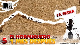 EL HORMIGUERO POR DENTRO 1 MES DESPUÉS  Hormigas Messor Barbarus [upl. by Tiloine]