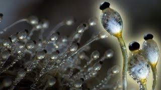 Fungus Cannon In Super Slow Motion  Slo Mo  BBC Earth Explore [upl. by Oiliruam]