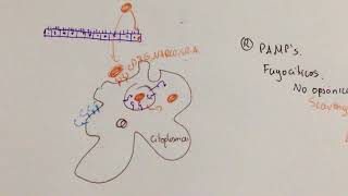 Respuesta Inmune contra Bacterias Intracelulares [upl. by Tengler]