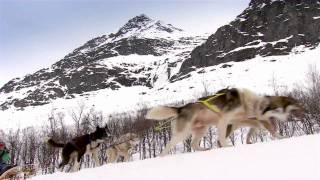 Dog Sledding  Lyngsfjord Adventure [upl. by Alphonse21]