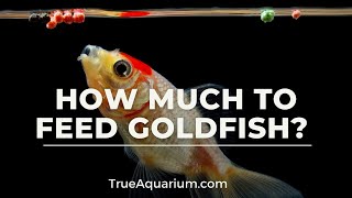 How Much to Feed Goldfish [upl. by Riccio690]