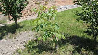 Kalemljenje oraha  primer uspešnog kalemljenja oraha na otvorenom [upl. by Sair]