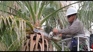 Palm Tree Pruning [upl. by Asilrac]