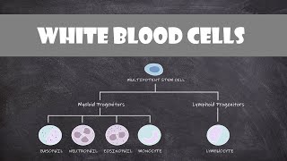 Types of White Blood Cells Leukocytes  Cell Biology [upl. by Ecilahs414]