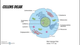 Cell organ vävnad [upl. by Orimlede]