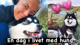 Hverdagen med hund [upl. by Capon321]