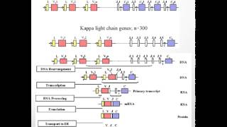 Lambda and Kappa Light Chains [upl. by Milson]