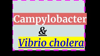 Campylobacter jejuni Part 1 Introduction Biochemical Properties and Virulence factors [upl. by Gnehs]