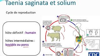 Chapitre 10 Parasitologie partie 31Les cestodes [upl. by Octave215]