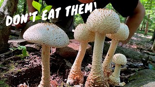 7 Common Poisonous Mushrooms You Should Know [upl. by Ahsined]