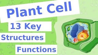 The Plant Cell  13 Key Structures [upl. by Anidualc]