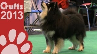 Finnish Lapphund  Best of Breed  Crufts 2013 [upl. by Aivull]