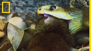 Les Elapidae colons venimeux dAustralie [upl. by Messere]