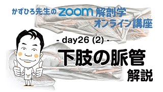 zoom解剖学 day262 循環器系  下肢の脈管 解説 [upl. by Montford534]