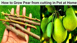 How To Grow An Pear trees from Stem [upl. by Parthena]