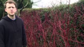 Plant ID guide  Cornus dogwood [upl. by Lodnar]