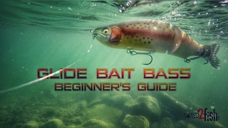 Glide Bait Fishing Bass A Beginners Guide [upl. by Balliett]