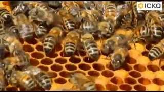 Le nourrissement des abeilles [upl. by True]