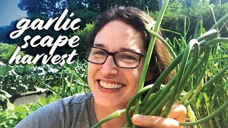 Harvesting Garlic Scapes — When Why amp How [upl. by Mulac759]