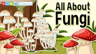 All About Fungi [upl. by Aelyak505]